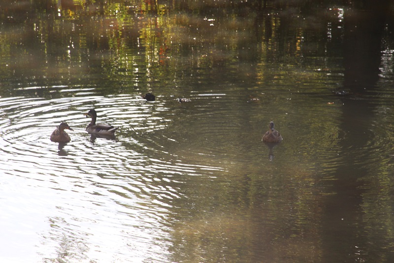 Hurst village pond with water